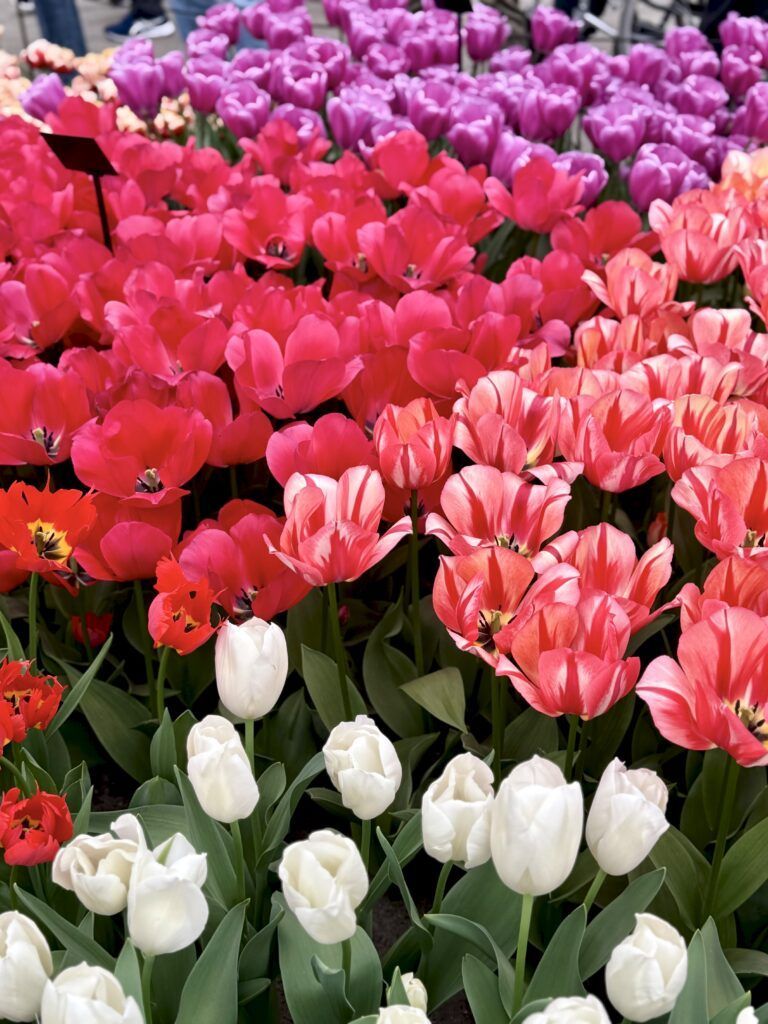 white pink, red, and purple fringed tulips