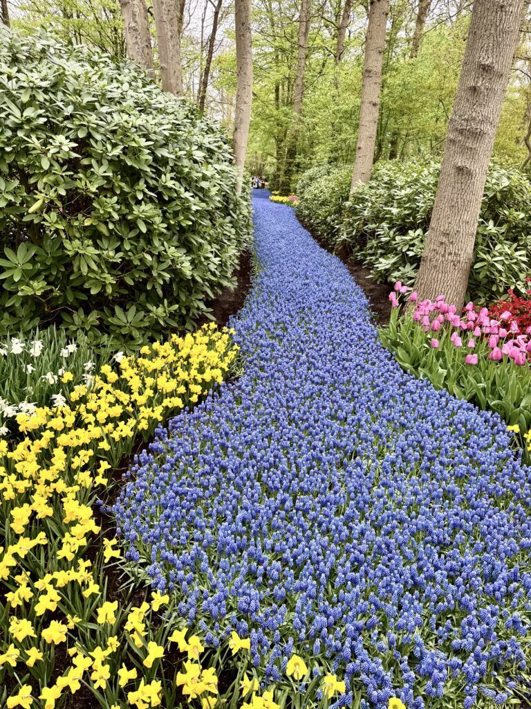 winding bed of yellow daffodils, grape hyacinths, and pink tulips