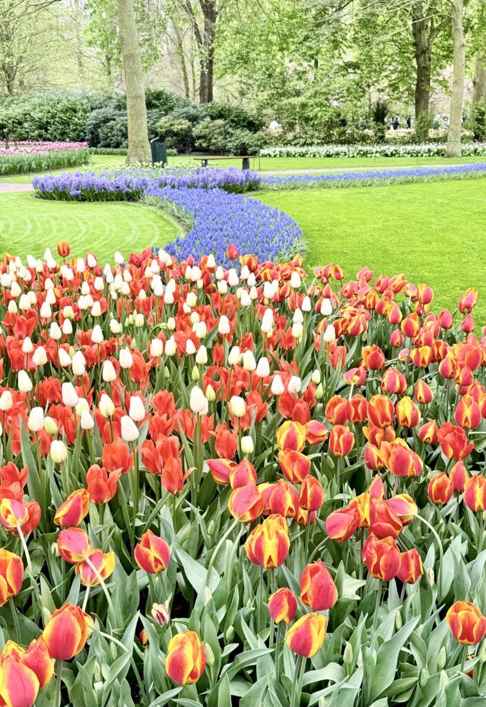 tulips and grape hyacinths at Keukenhof
