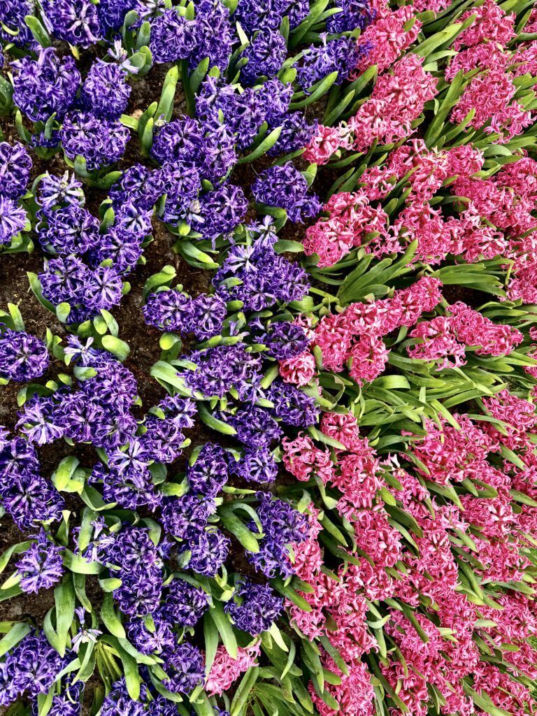 purple and pink hyacinths