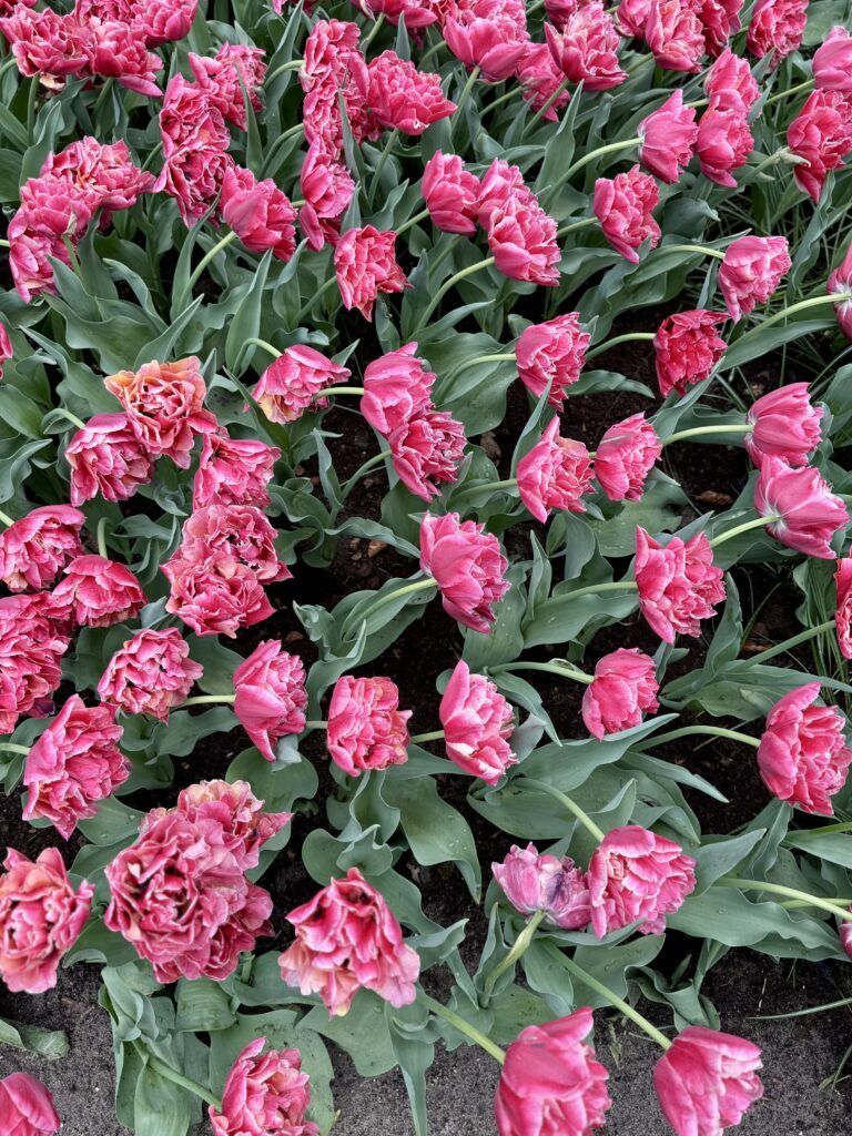 pink tulips at Keukenhof