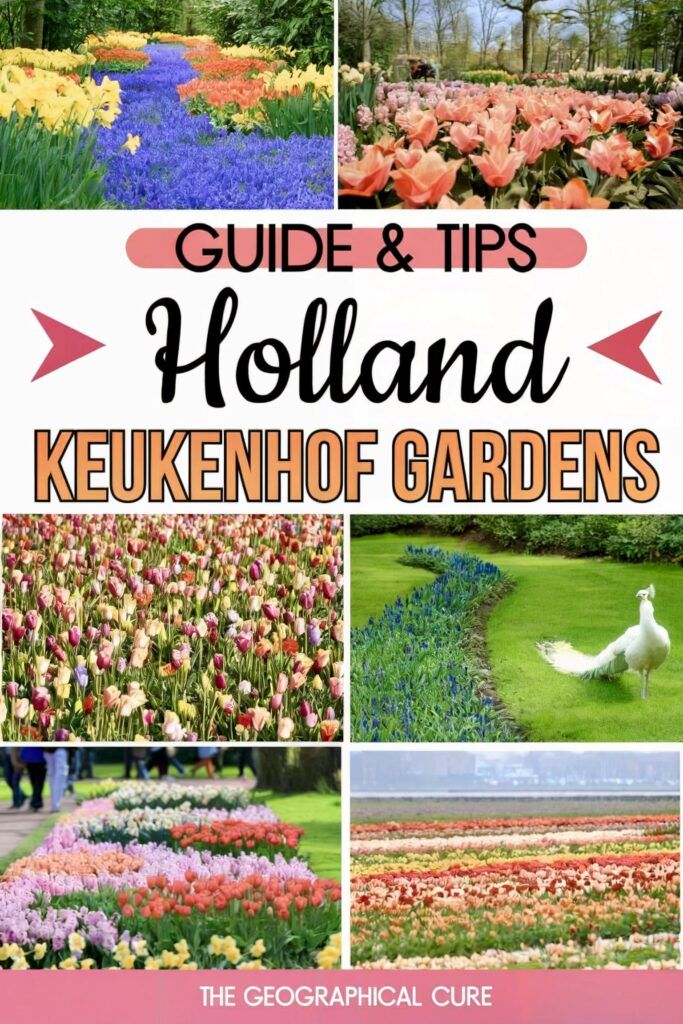 Pinterest pin graphic for guide to Keukenhof Gardens