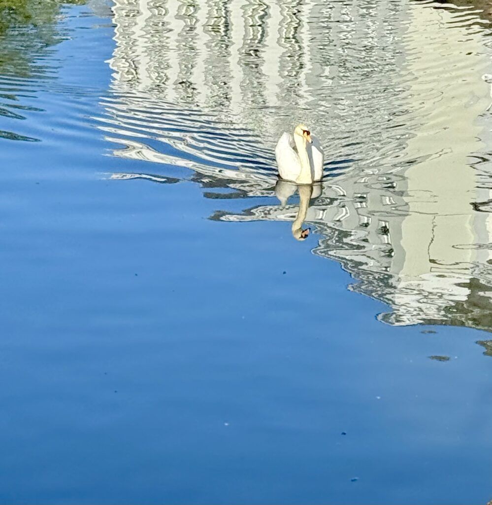 swan seen on a boat cruise in Bruges