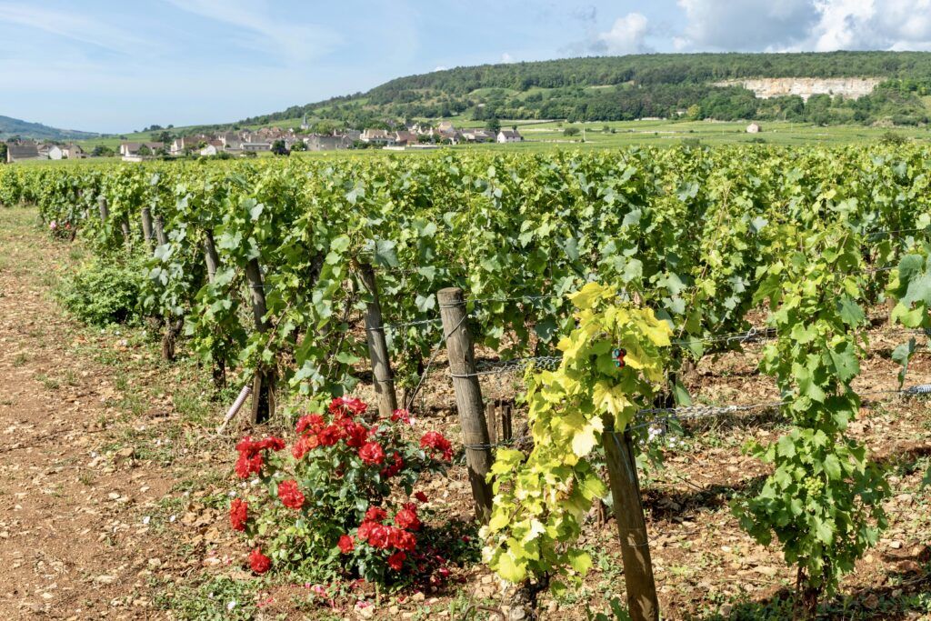 vineyards in Meursault