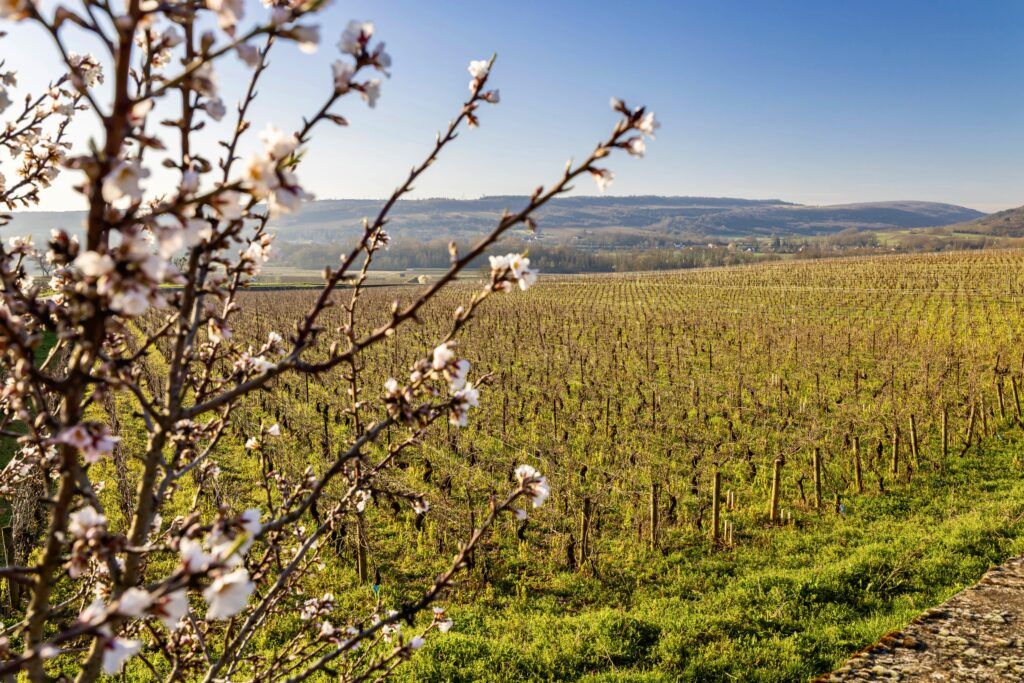 vineyard in Chassagne-Montrachet