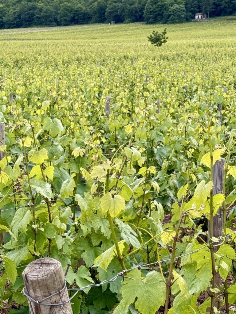 vineyards near Beaune