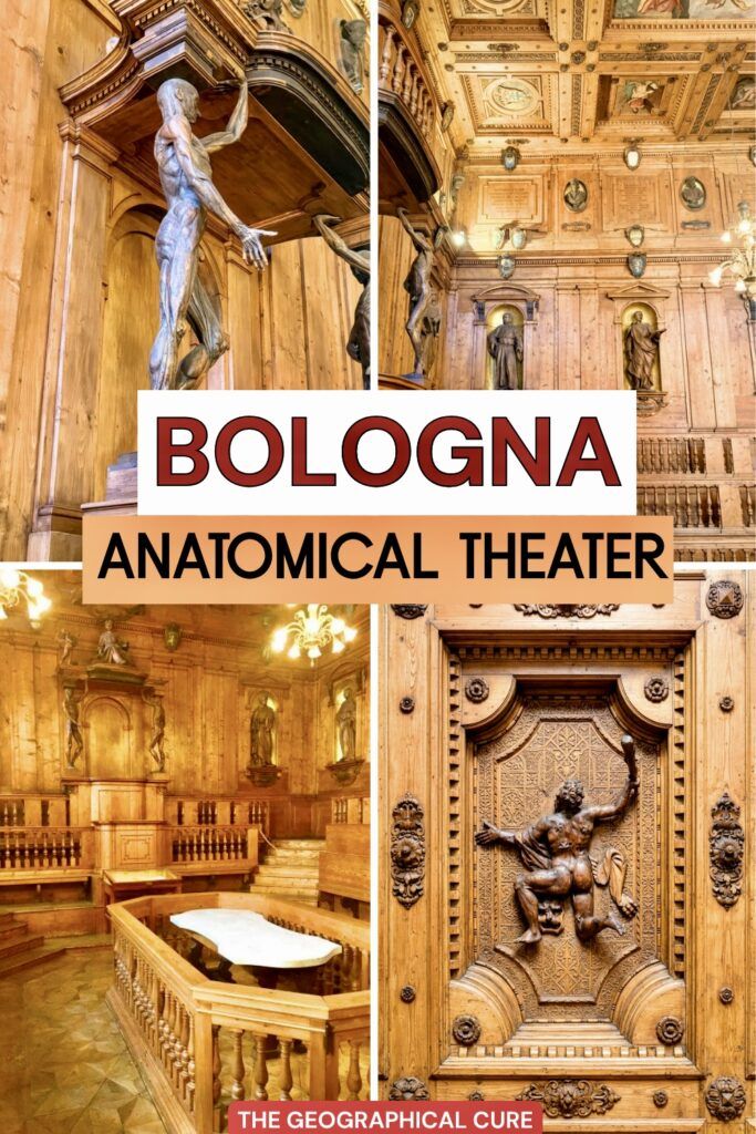 pin graphic for guide to the Anatomical Theater in Bologna